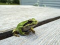 Pacific tree frog Pseudacris regilla Royalty Free Stock Photo