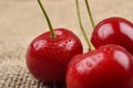 Macro photo of tree red cherries with water drops which are together on one green branch on jute background. Selective focus. Royalty Free Stock Photo