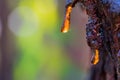 Tree resin, sap or amber Royalty Free Stock Photo