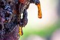 Macro photo of tree resin, sap or amber