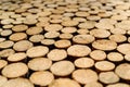 Macro photo of tree slices. Wood texture