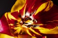 Macro photo of tulip heart with yellow pistil and stamens Royalty Free Stock Photo