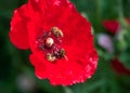 Macro photo two of bees collecting pollen from red poppy flower. Royalty Free Stock Photo