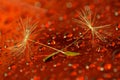 Macro photo of two dandelion seeds on a red background Royalty Free Stock Photo