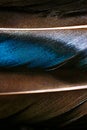 Two detailed blue, gray and white duck feathers summetrically located with natural shine Royalty Free Stock Photo
