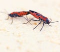 Macro photo of two fire bugs while mating Royalty Free Stock Photo