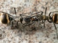 Macro Photo of Two Golden Weaver Ant on The Floor