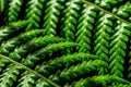 Macro photo of two leaves of fern Royalty Free Stock Photo