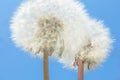 Macro Photo of two nature white flowers blooming dandelion on beautiful blue sky. Royalty Free Stock Photo