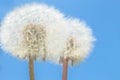 Macro Photo of two nature white flowers blooming dandelion on beautiful blue sky. Royalty Free Stock Photo