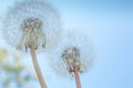 Macro Photo of two nature white flowers blooming dandelion on beautiful blue sky Royalty Free Stock Photo