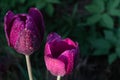 Macro photo of two purple tulips on green blurred background Royalty Free Stock Photo