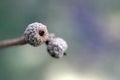 Close up of two tiny oak acorns against a blurred background Royalty Free Stock Photo