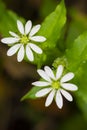 Macro photo of two white giant flower chickweed flowers with some leafs and blurry background