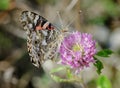 Painted Lady Butterfly on Clover Flower