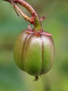 macro photo of unique small fruit, fruit of flower tree seeds