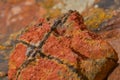A macro photo of an unusual formation of clay, showing texture of the material. Warm colors with black inclusions
