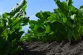macro photo. vegetation of agricultural crops. beginning of summer sugar beet