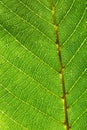 Macro photo of veined green leaf pattern. Natural beautiful background for layout Royalty Free Stock Photo