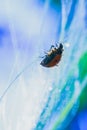 Macro photo vertical background made of sunlit lady bug is holding on long thin grass
