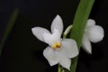 Macro photo of a very small orchid flowers Royalty Free Stock Photo