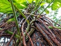 Macro photo of vine roots on a tree