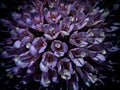 Macro photo of a violet-blossomed flower