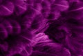 Macro photo of violet hen feathers. background or textura