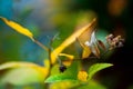 Macro photo of vivid bright and colorful green plant