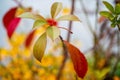 Macro photo of vivid bright and colorful plant of orange and green colors