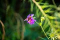 Macro Photo of the Volucella zonaria, the hornet mimic hoverfly (rare insect), sits on a purple blooming flower in a green meadow Royalty Free Stock Photo