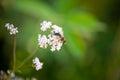 Macro Photo of the Volucella zonaria, the hornet mimic hoverfly (rare insect), sits on a white blooming flower