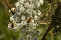 Macro Photo of the Volucella zonaria, the hornet mimic hoverfly (rare insect), sits on a white blooming flower Royalty Free Stock Photo