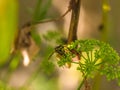 Macro photo of a Wasp Feeding Royalty Free Stock Photo