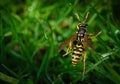 Macro photo of a wasp on the grass. Close up Royalty Free Stock Photo