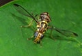 Macro Photo of Wasp Mimic Fly on Green Leaf Royalty Free Stock Photo