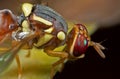 Macro Photo of Wasp Mimic Fly on Leaf Royalty Free Stock Photo