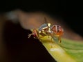 Macro Photo of Wasp Mimic Fly on Leaf Royalty Free Stock Photo