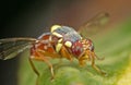 Macro Photo of Wasp Mimic Fly on Leaf Royalty Free Stock Photo