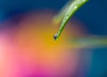 Macro Photo of Water Drop on Edge of Green Succulent Leaf Royalty Free Stock Photo