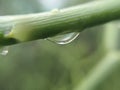 Macro photo of water drops on the green plants Royalty Free Stock Photo