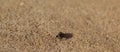 Macro photo of a weevil beetle on the concrete outside