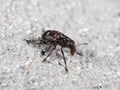 Macro Photo of Weevil Beetle or Snout Beetle on The Floor Royalty Free Stock Photo