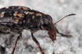 Macro Photo of Weevil Beetle or Snout Beetle on The Floor