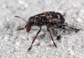 Macro Photo of Weevil Beetle or Snout Beetle on The Floor