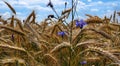 macro photo of wheat ears and cornflower on a field in summer Royalty Free Stock Photo