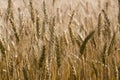 Macro photo wheat field. Spica barley bread yellow