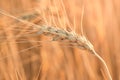 Macro photo wheat spike