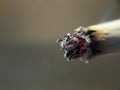 Macro photo of a white cigarette on a black background
