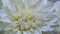 Macro photo of a white dahlia,formal decorative type, on a gray background. Beautiful flower banner, close-up, copy space. Royalty Free Stock Photo